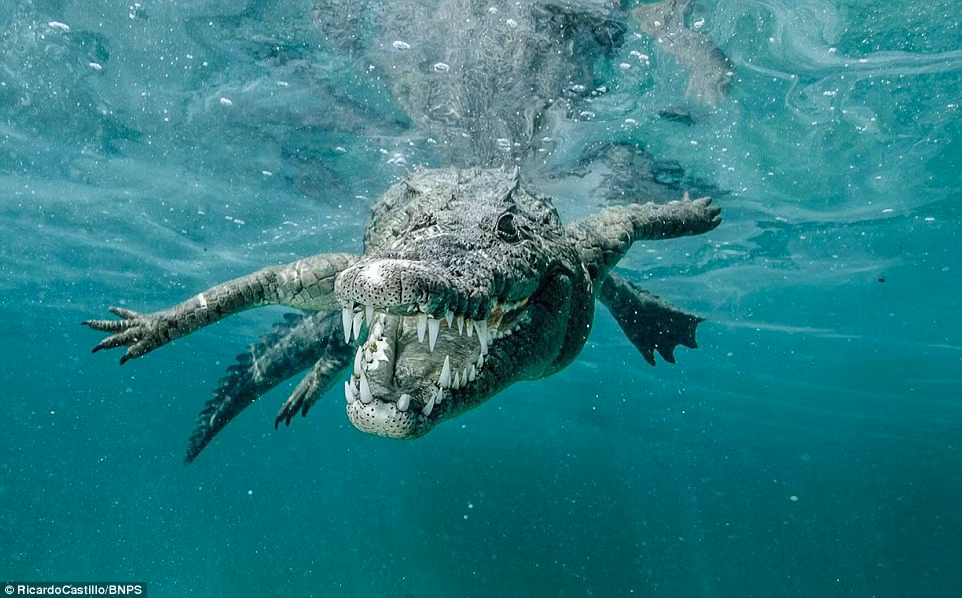 Cá sấu nước mặn nhe hàm răng sắc nhọn như muốn lao thẳng vào ống kính camera.