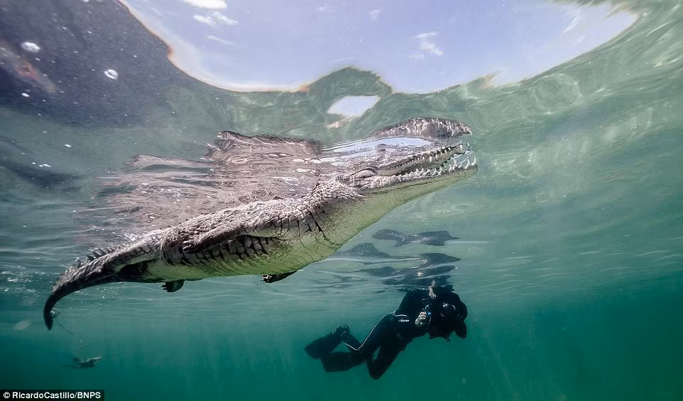 Nhiếp ảnh gia Castillo không hề e sợ khi bơi cùng cá sấu khổng lồ.