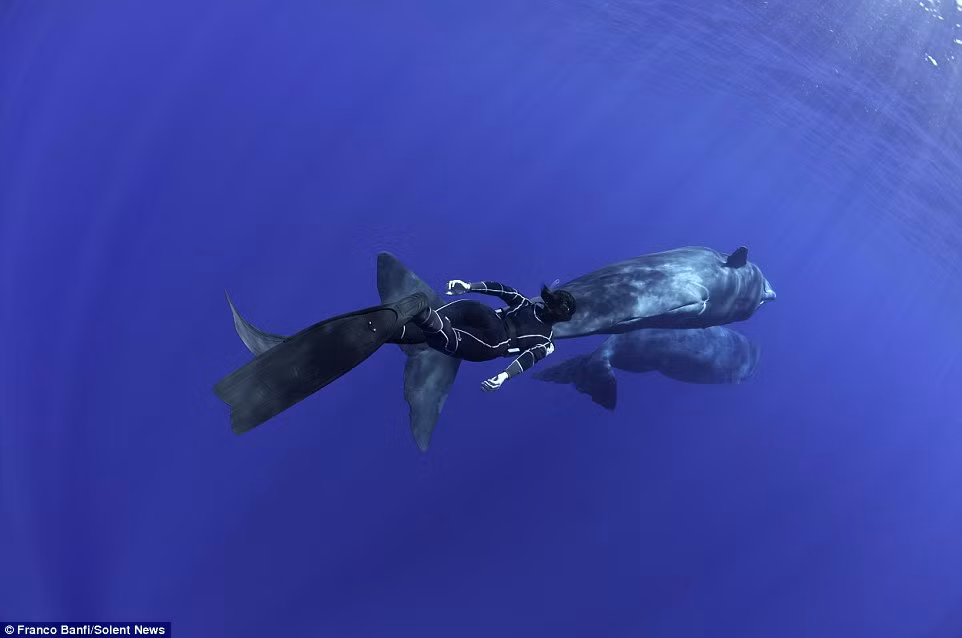 Bà Belloni cho biết cách lặn không dùng bình thở oxy và có thể bơi gần cá nhà táng vì bà không tạo ra tiếng động dưới nước.