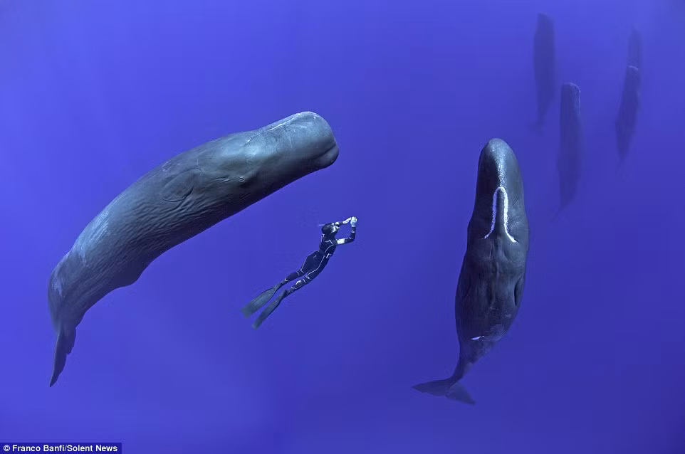 Cảnh tượng đáng kinh ngạc cho thấy cô Belloni lặn cùng đàn cá nhà táng được ghi lại bởi nhiếp ảnh gia Franco Banfi.