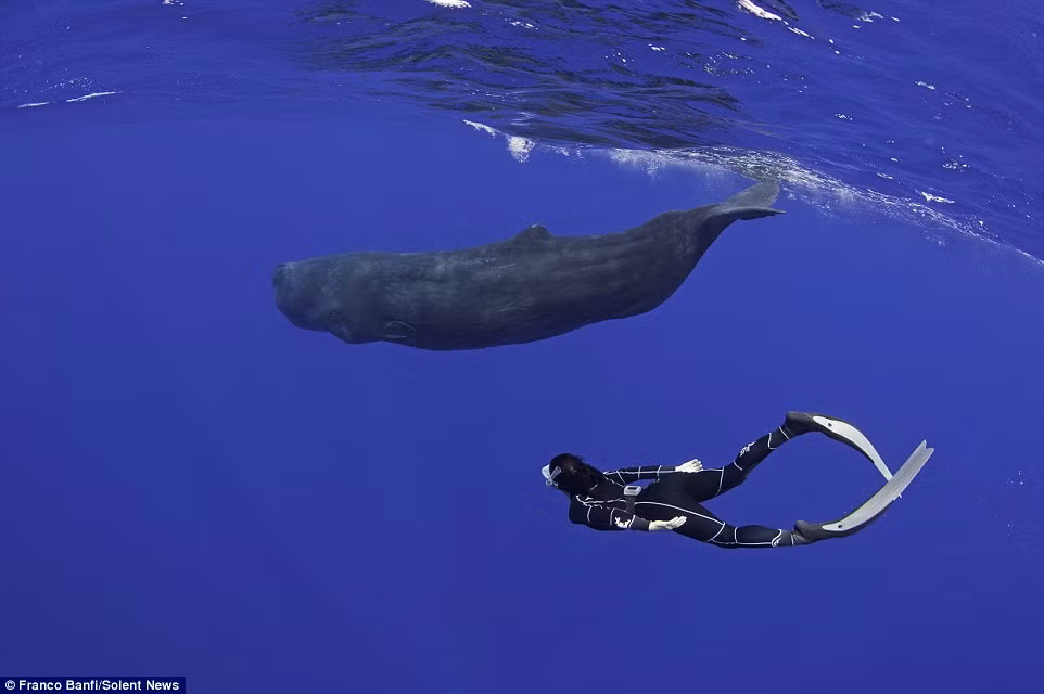 Nhiếp ảnh gia Banfi cho biết phần lớn những con cá nhà táng ông ghi lại được dài khoảng 10m và một số con dài 12m.