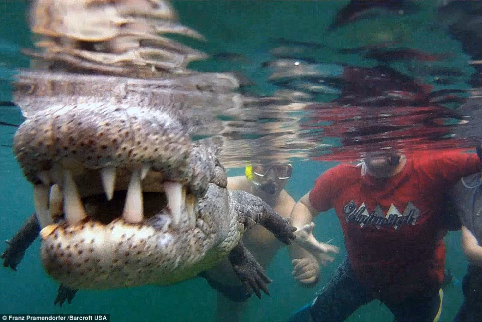 Một số bức ảnh do Franz Pramendorfer ghi lại cho thấy cận cảnh hàm răng sắc nhọn của cá sấu.