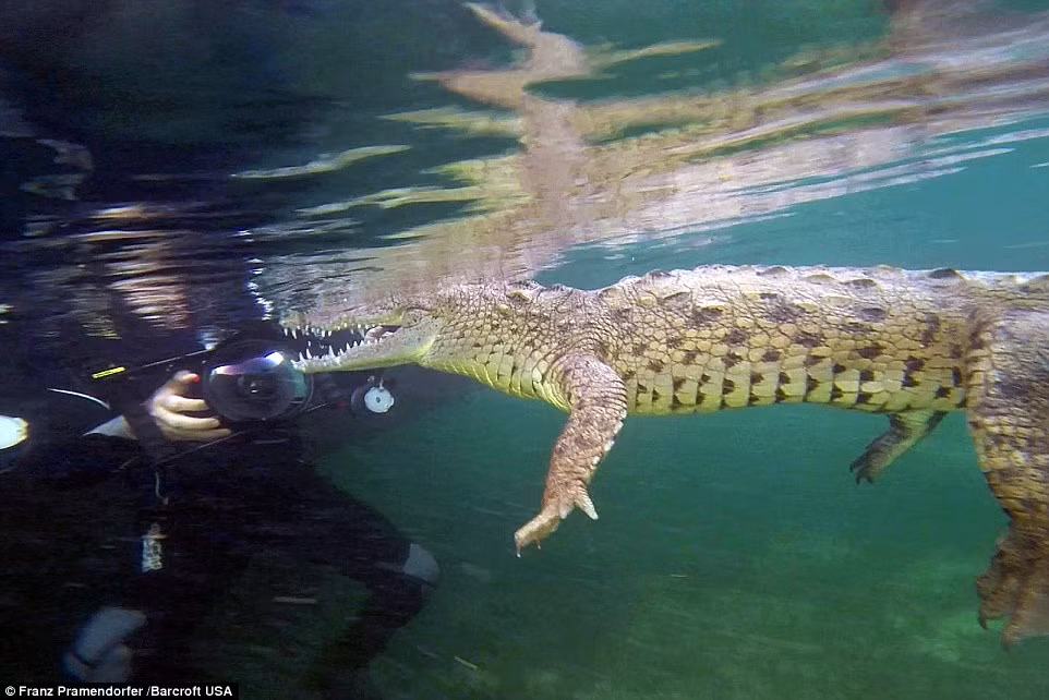 Mặc dù cá sấu nhe hàm răng rất kinh sợ, nhưng nhóm du khách vẫn an toàn khi bơi gần chúng.