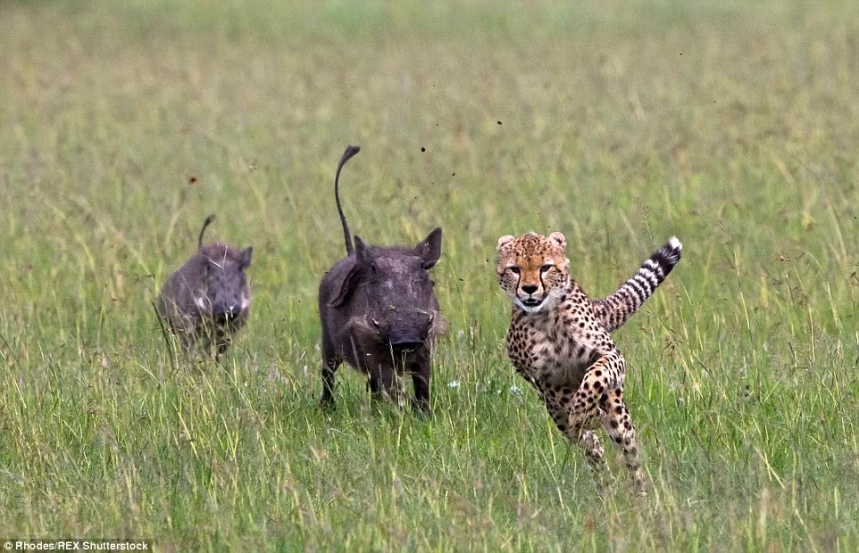 Báo gấm tạo ra khoảng cách an toàn với hai con lợn lòi.