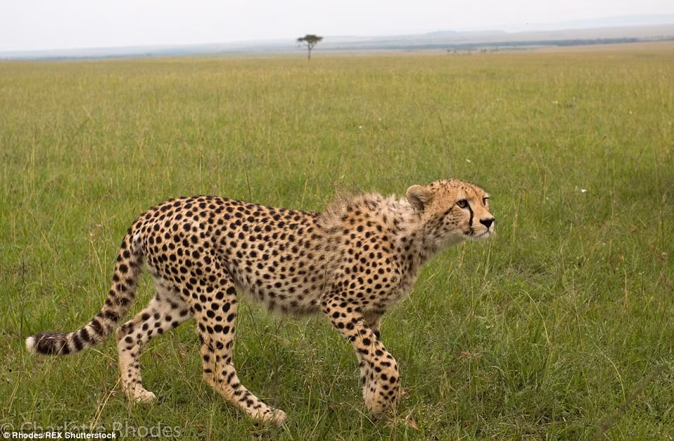 Báo gấm thở phào nhẹ nhõm sau khi thoát khỏi hai con lợn lòi hung hãn.