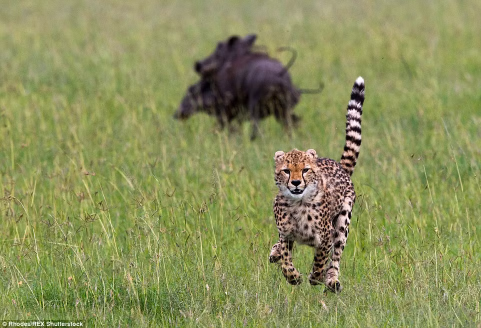 Sau một hồi truy đuổi, hai con lợn lòi đã quay lại.