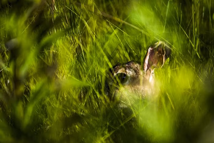 Thỏ trốn sau đám cỏ xanh mướt trong công viên Tommy Thompson ở Toronto, Canada.