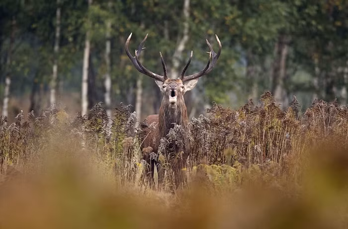 Hươu đực gọi bạn tình trên cánh đồng gần ngôi làng Dobrovolya, Belarus.