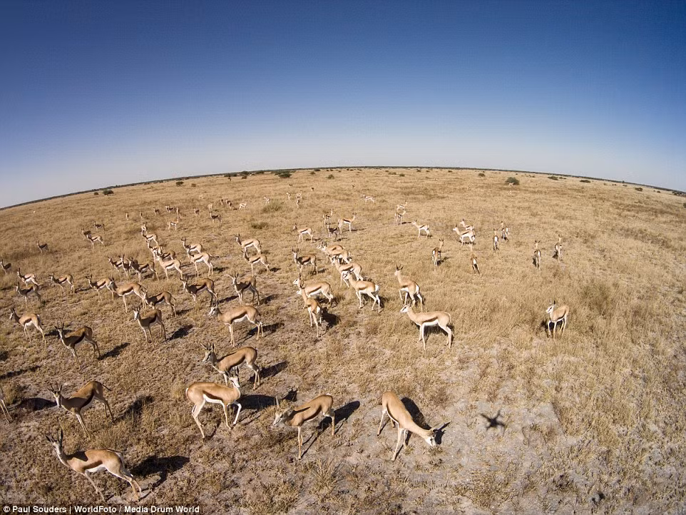 Đàn linh dương dường như không bị làm phiền bởi máy bay không người lái khi chúng đang gặm cỏ.