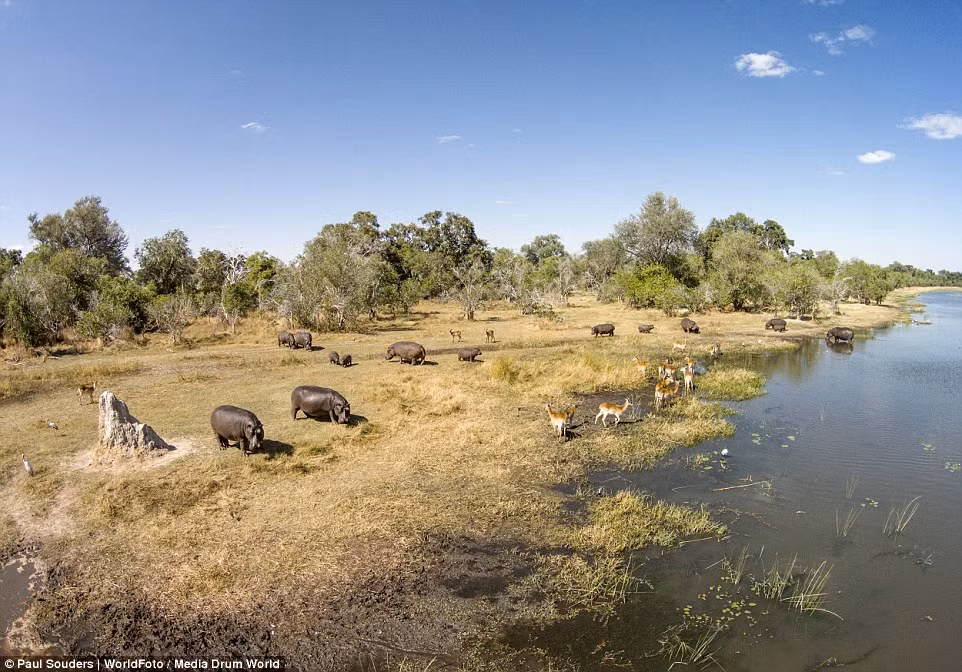 Trong bức hình này, hà mã và linh dương đứng cạnh một hồ nước khi camera trên cao lướt qua chúng.
