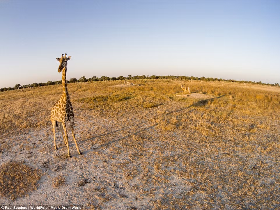 Hươu cao cổ dường như không để ý tới camera bay trước mặt nó.