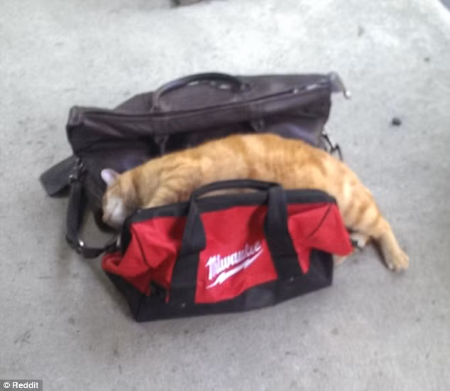 Những nỗ lực cuối cùng để ngăn chủ rời khỏi nhà.