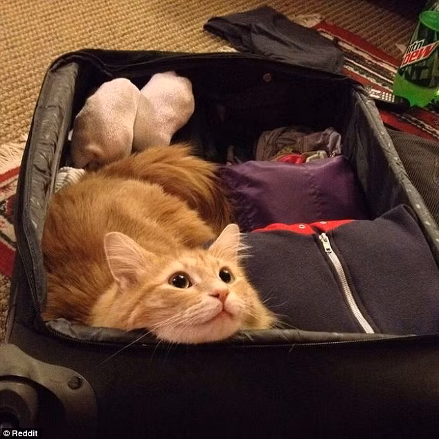 Mèo con không hề muốn chủ đi du lịch.
