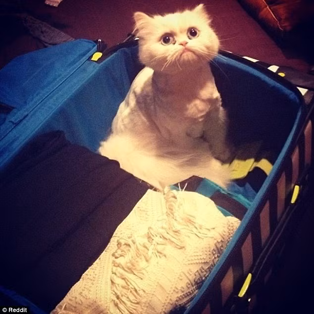 Mèo con buồn bã ngồi trong va li đựng đồ đạc của chủ.