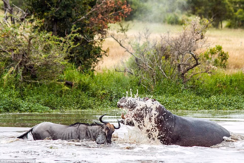 Hà mã tham gia cuộc chiến tay ba hiếm gặp trong tự nhiên.