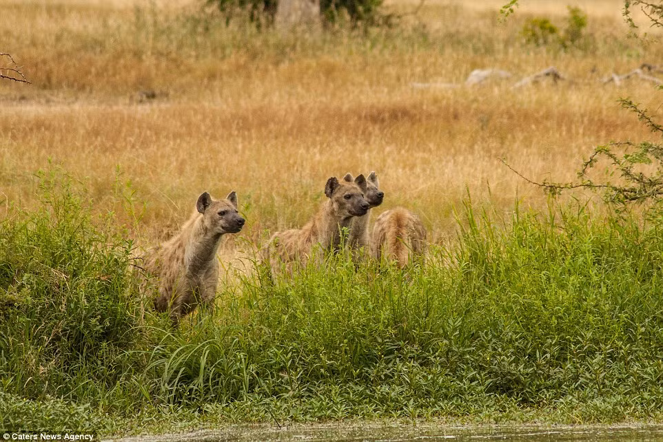 Tình hình trở nên xấu hơn đối với linh dương khi đàn linh cẩu đói tập trung trên bờ với hy vọng sẽ bắt được linh dương chạy thoát lên bờ trong tình trạng kiệt sức.