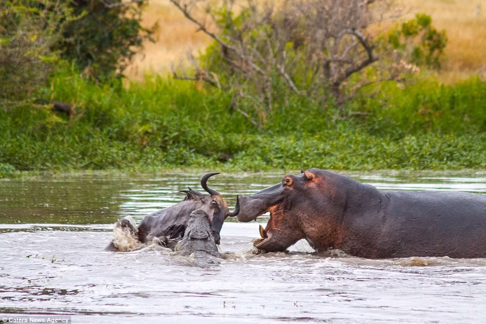 Chỉ vài giây sau đó, một con hà mã đã tham gia vào cuộc chiến giữa cá sấu và linh dương. Hà mã điên tiết vì cá sấu săn mồi tại lãnh địa của nó.