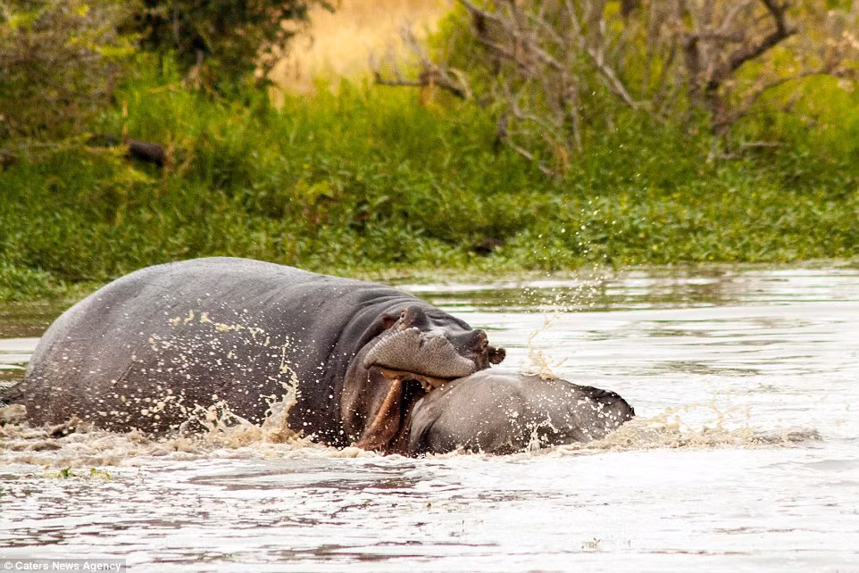 Dưới nước, hà mã ngoạm cả hàm răng khỏe vào lưng linh dương.