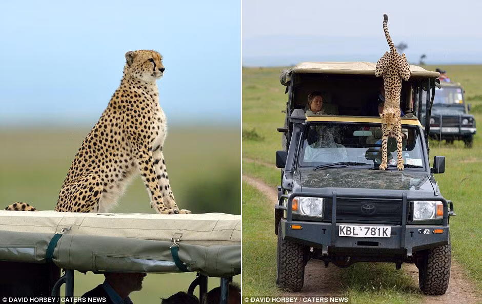 Sau thỏa mãn trí tò mò, nhưng con báo đã nhảy xuống xe và bỏ đi.