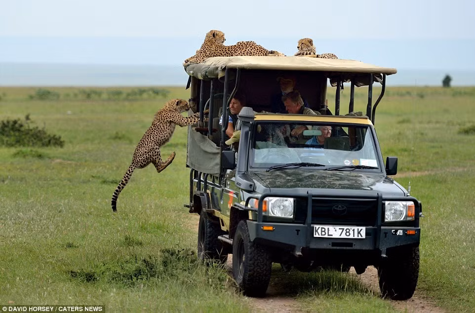 Nhiếp ảnh gia cùng đoàn David Horsey đã ghi lại khoảnh khắc đối mặt căng thẳng giữa ông McCaldin và con báo cũng như thời điểm con báo nhảy lên xe.