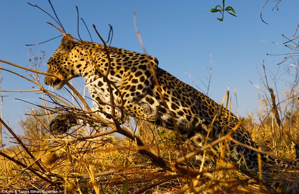 Khoảnh khắc báo di chuyển để săn mồi ở Tanzania được camera di động ghi được ở khoảng cách cực gần.