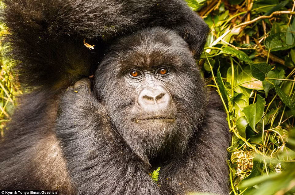 Cận cảnh một khỉ đột ở Rwanda.