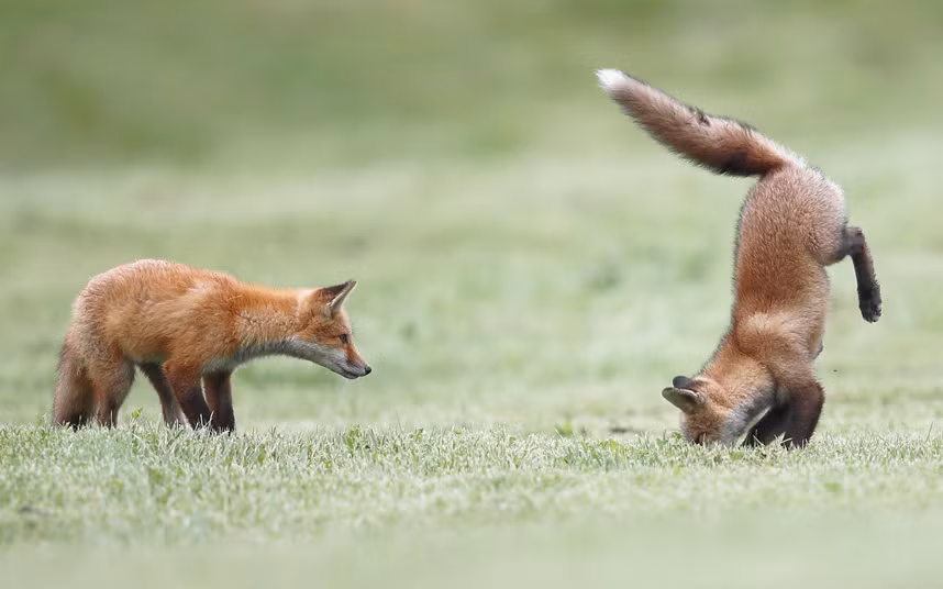 Nhiếp ảnh gia Vladislav Kamenski ghi lại cảnh tượng hai chú cáo nhỏ luyện tập kỹ năng săn mồi ở Boucherville, Quebec, Canada.