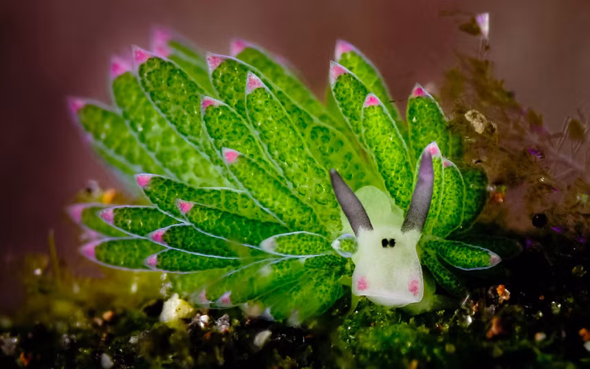 Nhiếp ảnh gia Lynn Wu chụp được một con sên biển phát quang rực rỡ trong khi lặn ngoài khơi đảo Bali, Indonesia.