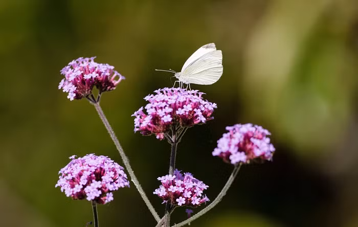 Bướm trắng đậu trên bông hoa roi ngựa trong một khu vườn ở East Sussex, Anh.