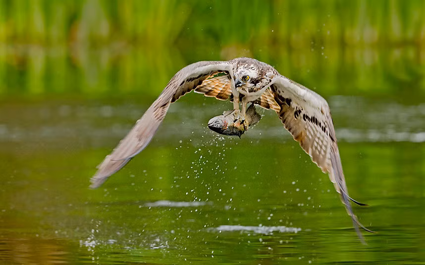 Chim ó biển săn cá từ một hồ nước tại vùng cao nguyên ở Scotland.