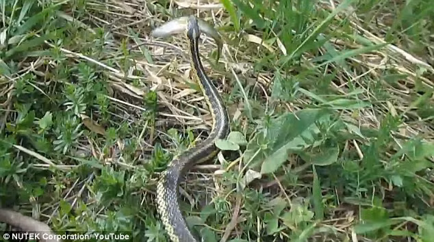 Ran trom ca cua cau be di cau gay soc