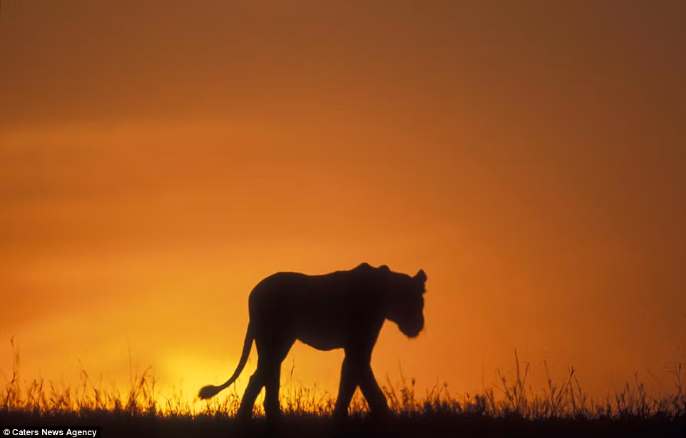 Sư tử đi dọc đồng cỏ dưới nắng chiều nhạt trong vườn quốc gia Masai Mara, Kenya.
