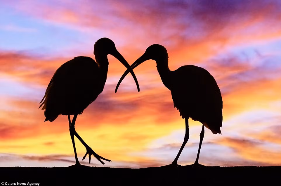 Hình ảnh động vật ấn tượng cho thấy hai con cò quăm tình tứ với nhau dưới hoàng hôn ở Mt Dora, Florida, Mỹ.
