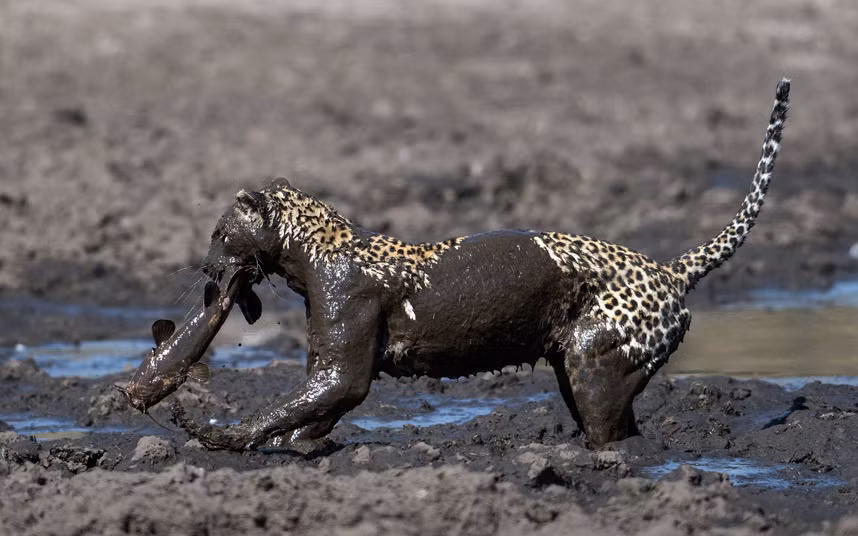 Cảnh tượng được nhiếp ảnh gia Abel Coelho ghi lại trong công viên động vật hoang dã Earth Ark, Botswana.