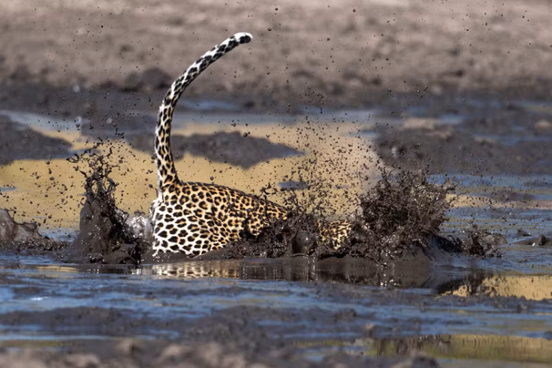 Mặc dù không ưa các vũng bùn đất, báo vẫn lao nhanh xuống vũng bùn khi thấy con mồi.