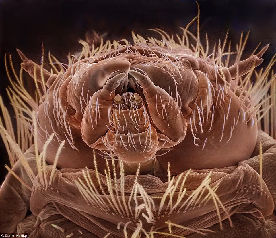 Con bọ thảm này thường được tìm thấy trong thảm trước cửa nhà tắm. Nó dài khoảng 3 mm.