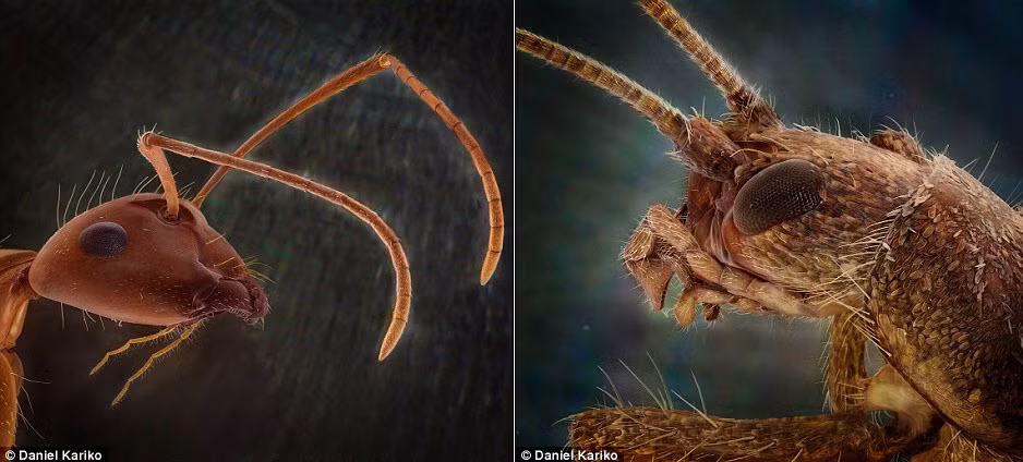 Bức hình bên trái là một con kiến, trong khi bức hình bên phải là một con sâu tai.