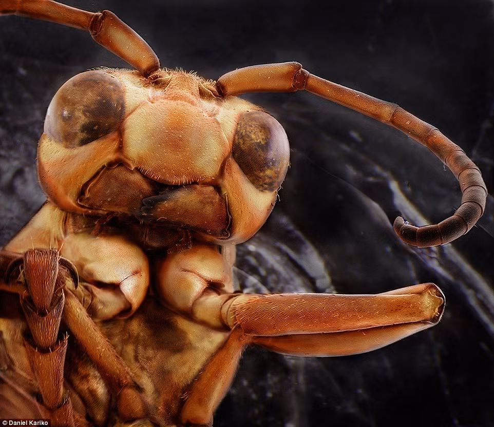 Cận cảnh một con ong bắp cày. 