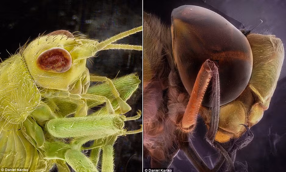 Dế cây (trái) và một con chuồn chuồn (phải) trong những bức ảnh do Kariko chụp.