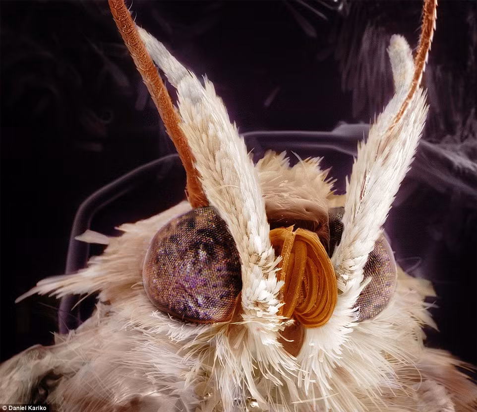 Một con bướm đêm được phát hiện tại hành lang của văn phòng.