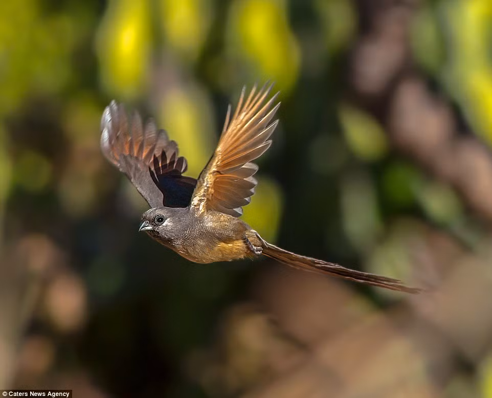 Chim chuột hối hả bay trên không trung.