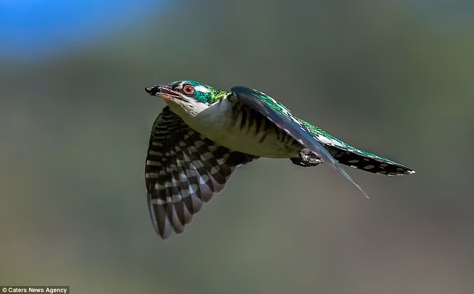 Chim cu cu bay lên trên không sau khi bắt được mồi dưới đất.