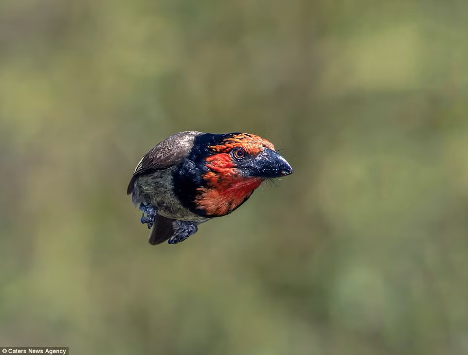 Chim cu rốc cổ đem với cánh áp sát vào cơ thể trong như một viên đạn đang lao đi.