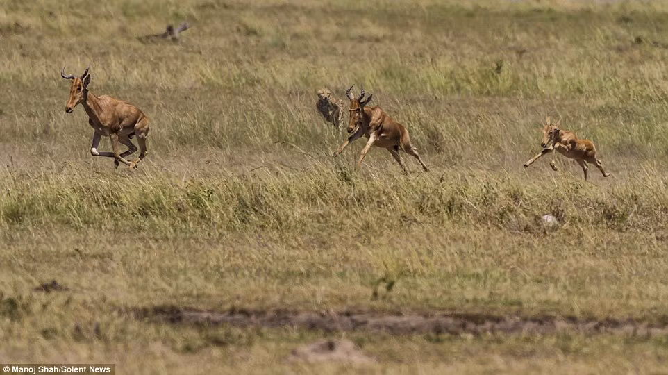 Báo gấm mở hết tốc lực để truy đuổi đàn linh dương trên đồng cỏ.