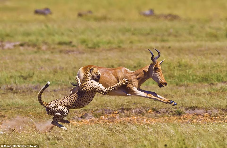 Báo gấm dùng cả hai chân trước cào vào sườn con linh dương có trọng lượng nặng gấp nó 3 lần.