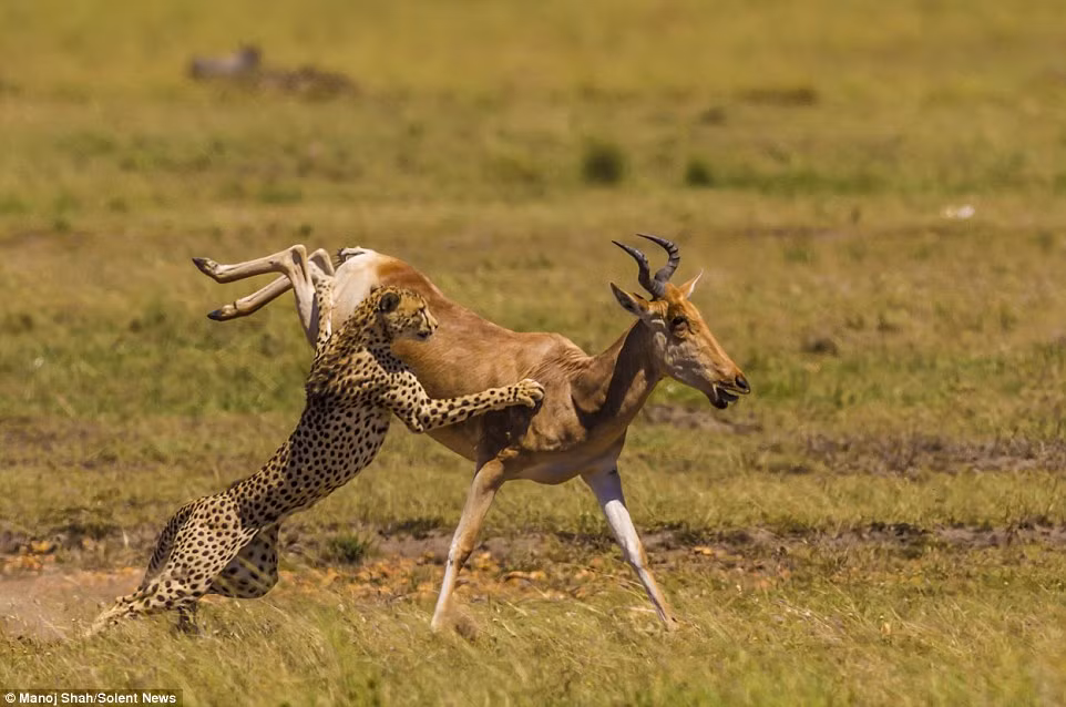 Nhiếp ảnh gia Manoj Shah cho biết cuộc giằng co ở tốc độ cao giữa báo gấm và linh dương diễn ra trong 12 phút…