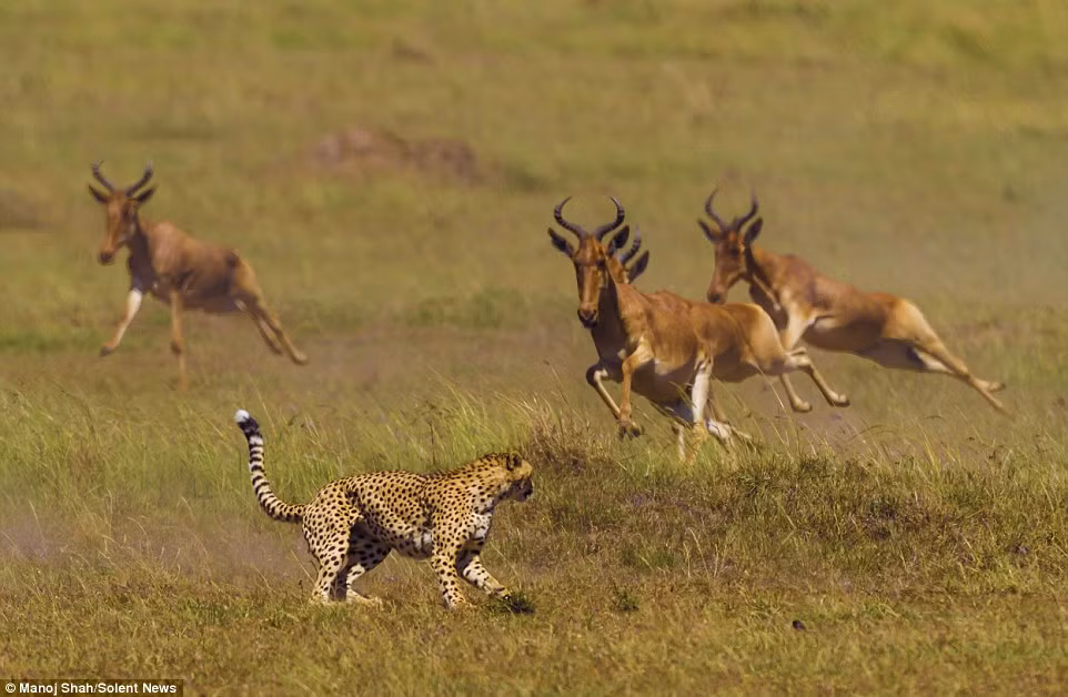 Sau khi tiếp cận những con mồi đang gặp cỏ, con báo gấm rượt đuổi linh dương một cách ngoạn mục, nó bắt đầu tăng tốc để chặn đầu.