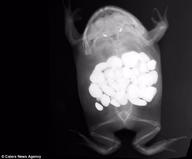 Bác sĩ Shawn Messonnier ở Plano, Texas, Mỹ, đã loại bỏ 30 viên sỏi khỏi bụng con ếch này.