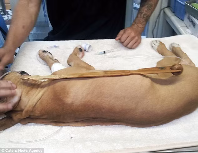 Thanh gỗ dài gần bằng chiều dài cơ thể của nó.