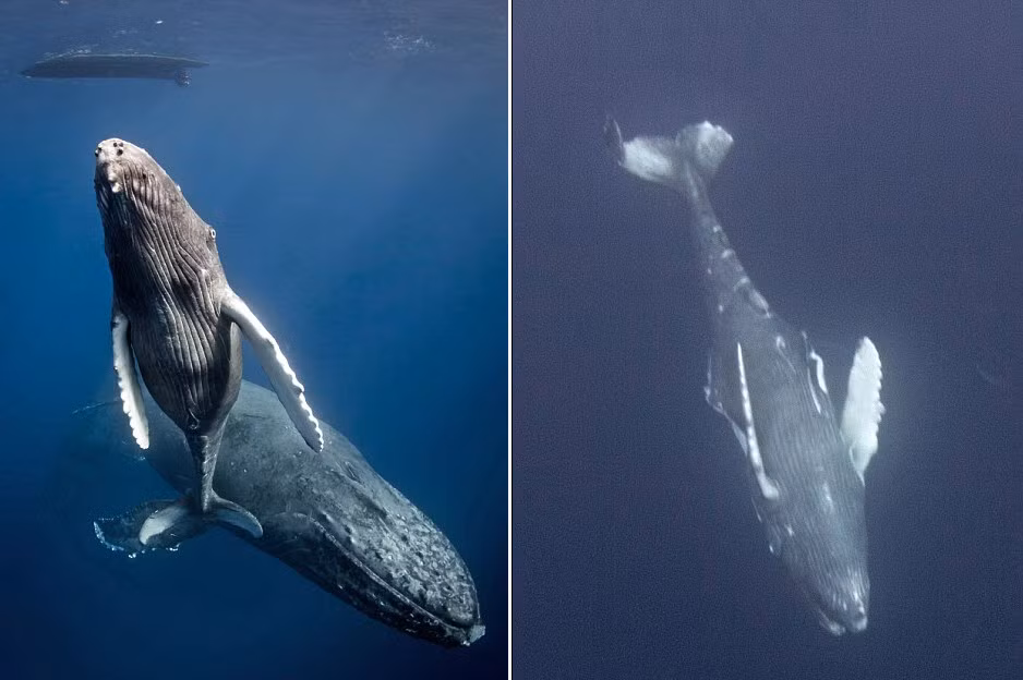 Cá voi con bơi quấn quýt bên mẹ trước cuộc tấn công (trái), và xác cá voi con nổi ngửa bụng sau khi bị cá heo sát thủ giết hại.